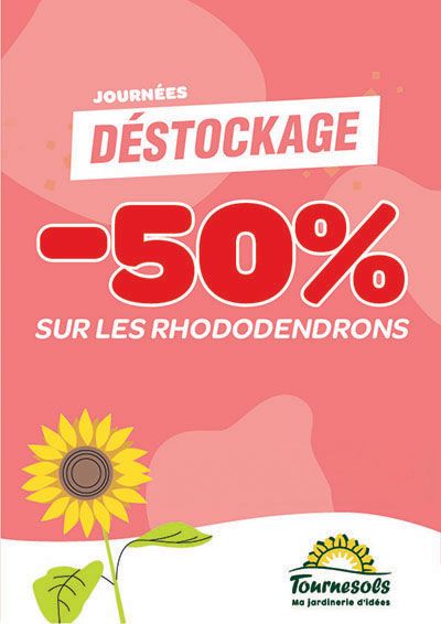 Promotion exceptionnelle de 50% sur une sélection de rhododendrons en pleine floraison dans une jardinerie